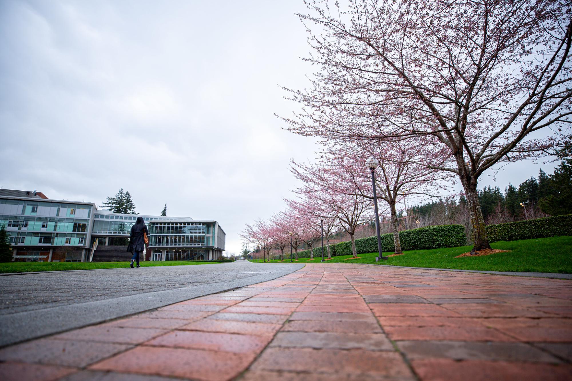 Cherry blossoms in bloom on campus