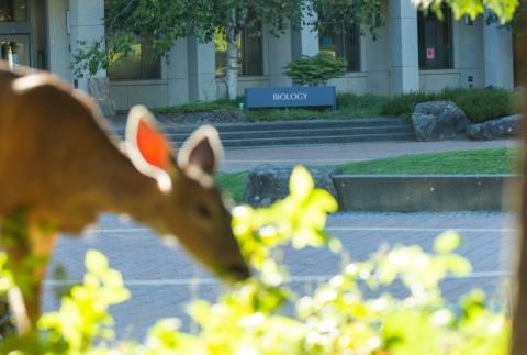 Deer in front of the Biology Building